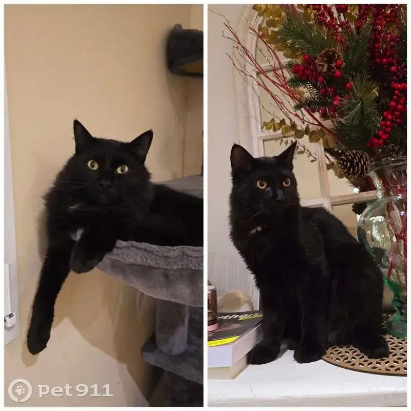 Chat noir disparu à Bompas, yeux jaunes - photo