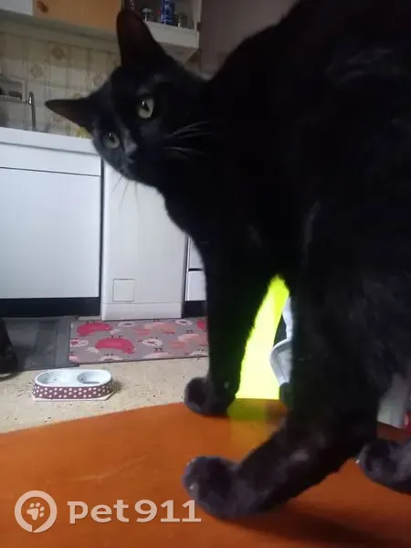 Chat noir vif perdu près des Cèdres Bleus - photo