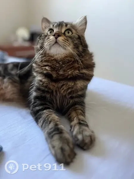 Chat européen perdu, Saran, tatoué 330VRL - photo