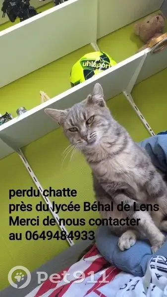 Chat perdu à Lens, Rue d'Evian 37 - photo