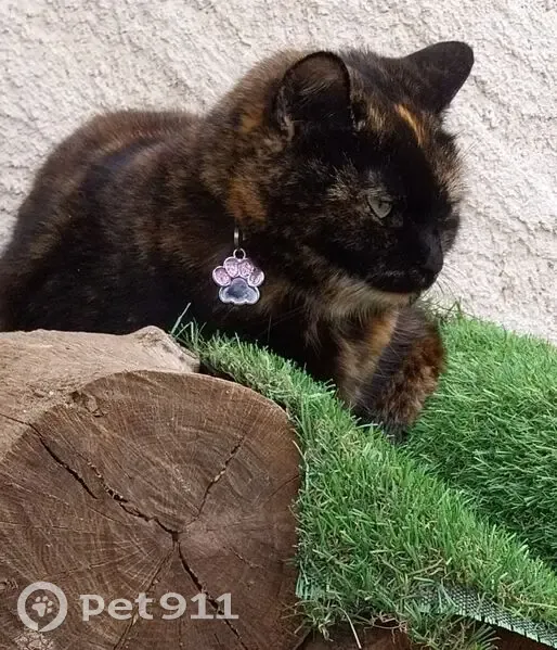 Chatte écaille disparue à Contes - photo