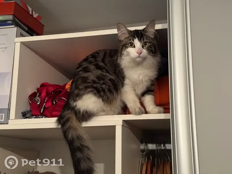 Chat gris-blanc sociable trouvé à Nîmes - photo