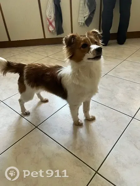 Jeune chienne marron et blanche trouvée - photo