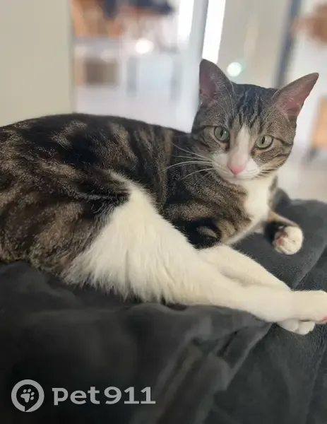 Chat Rio disparu à Ampuis, aide bienvenue - photo