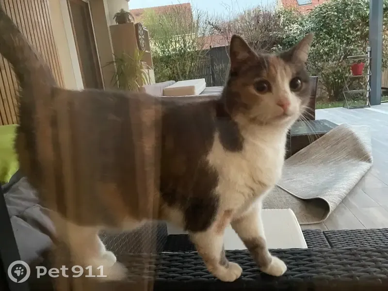 Chatte écaille gestante Rue de la Tuilerie - photo