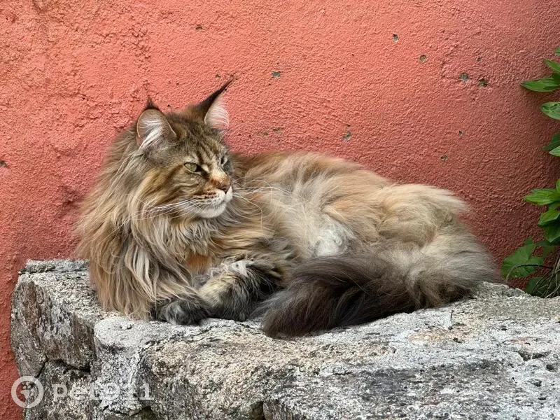 Chatte Maine Coon perdue à La Baule - photo
