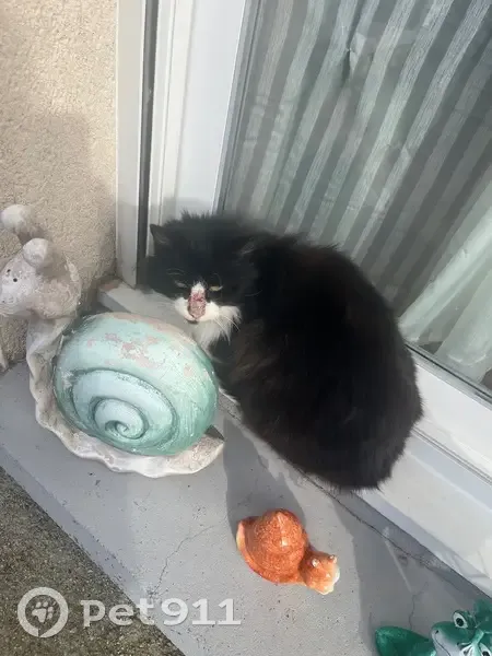 Chat trouvé à Mauriac depuis 2 mois - photo