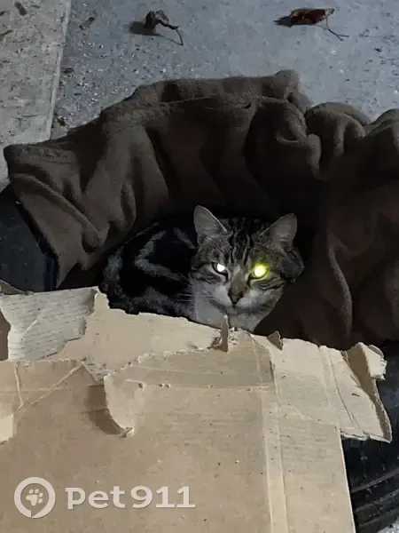 Chat trouvé, craintif, Rue de Gand, Lille - photo