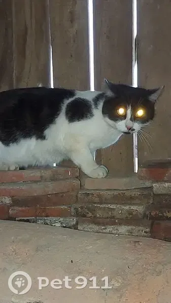 Chat mâle gris trouvé à Paris, non castré - photo