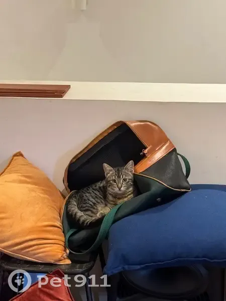 Chaton perdu, oreilles de lynx, Cannes - photo