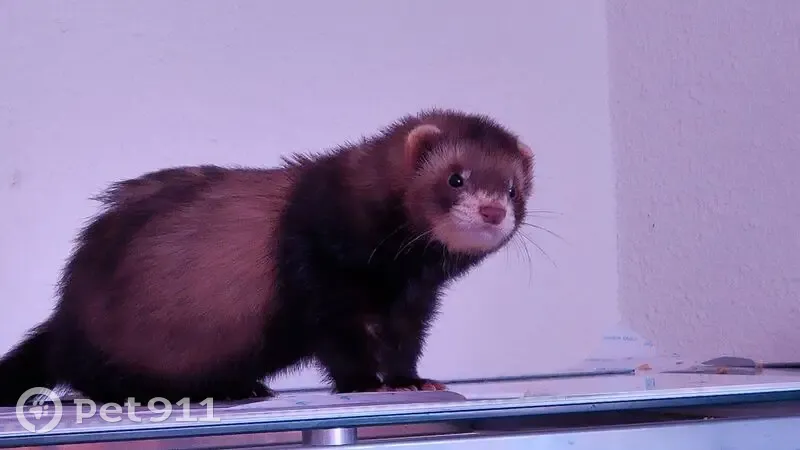 Furet 