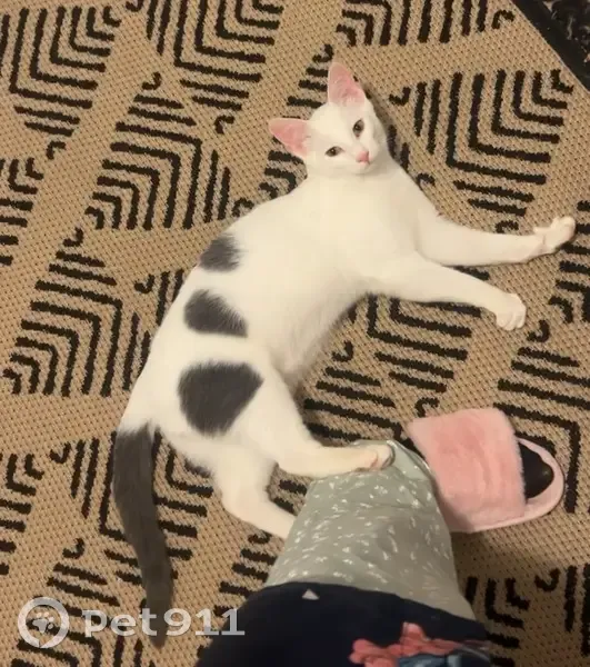 Chat européen disparu à Tours : Volt - photo