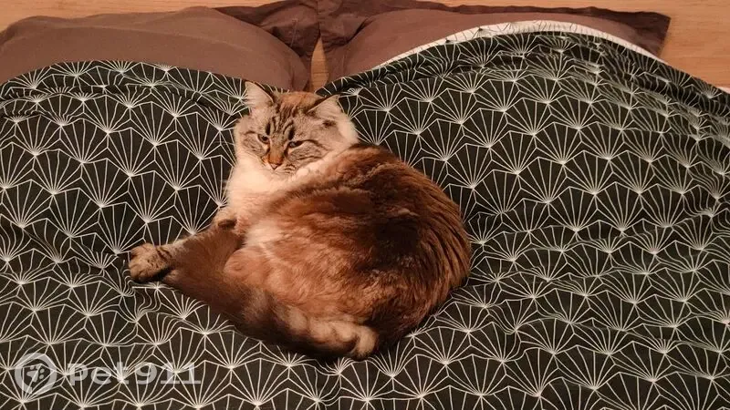 Chat mâle croisé perdu à Ramonville - photo
