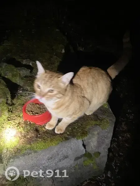 Chat roux trouvé, Impasse des Garettes - photo