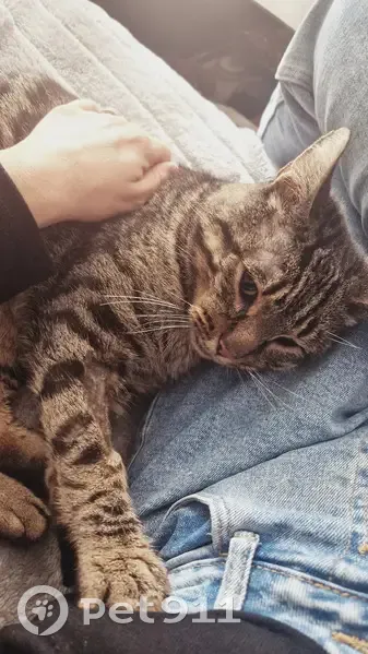 Chat mâle perdu à Le Controis-en-Sologne - photo