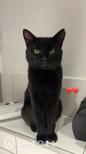 Chat mâle non castré disparu à Miers - photo