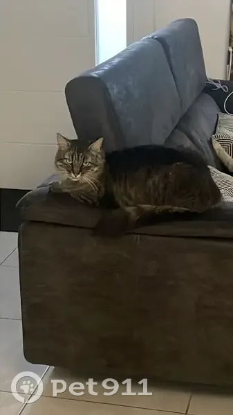 Chat tigré perdu à Vallet, Impasse César Franck - photo