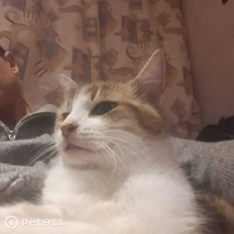 Chat rayé perdu à Glénouze : Popeye recherché - photo