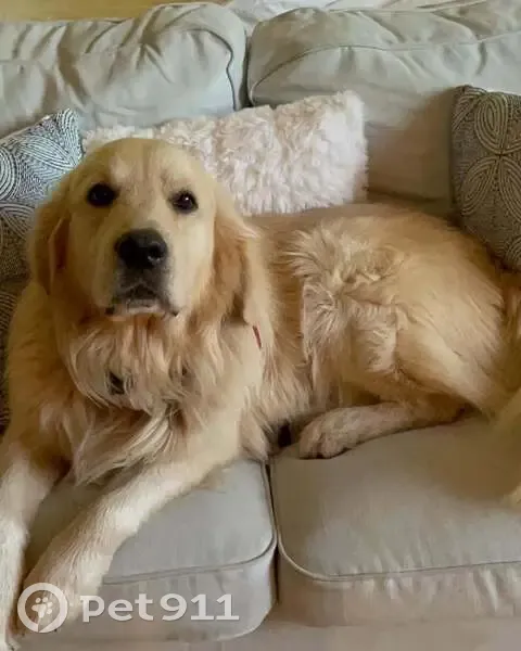 Cookie, Golden Retriever perdu à Feucherolles - photo