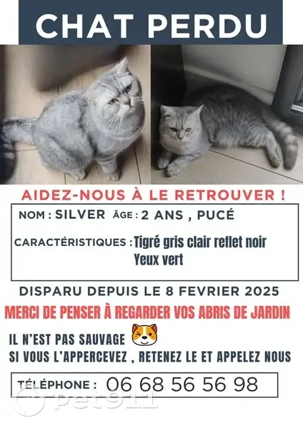 Chat gris disparu à Soisy-sous-Montmorency - photo