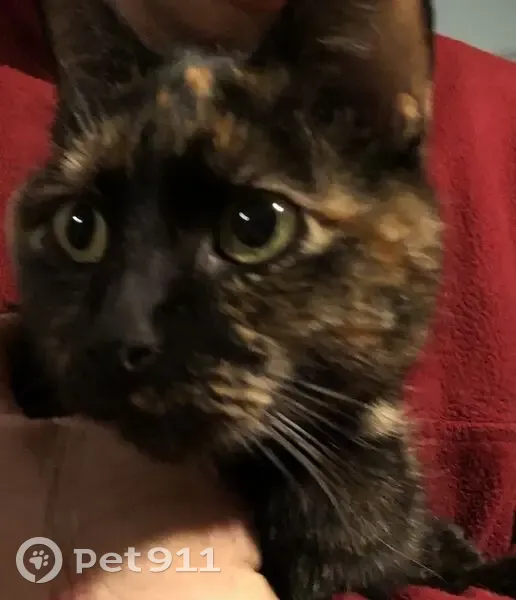 Jeune chatte trouvée à Choloy-Ménillot - photo