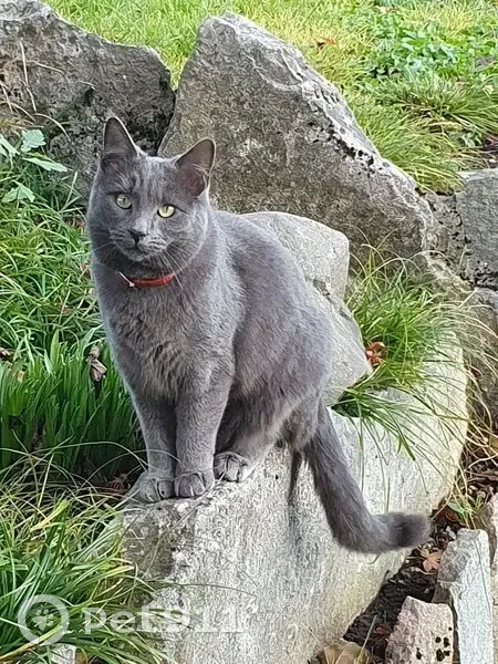 Chat européen gris disparu à Voglans - photo