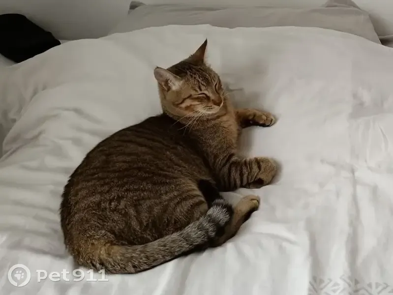 Chat tigré disparu à Bédarrides - photo