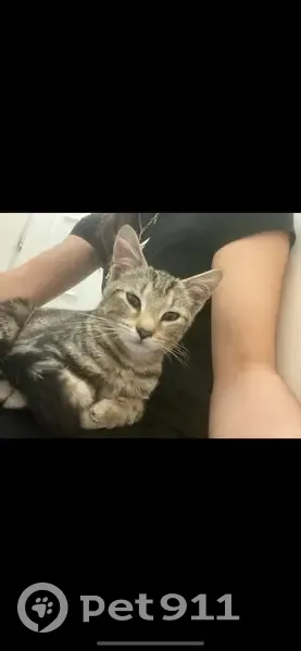 Chat tigré perdu à Tourcoing - photo