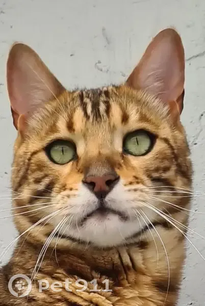Chat de Bengal perdu à Malakoff - photo