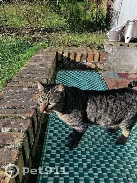 Chat tigré Félix perdu à Bazainville - photo