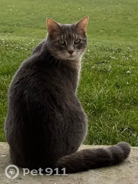 Chat gris dodu perdu au Mesnil-Saint-Denis - photo