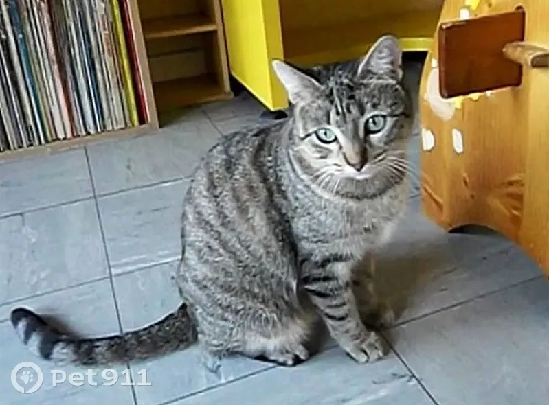 Chatte grise Athéna disparue à Toulouse - photo