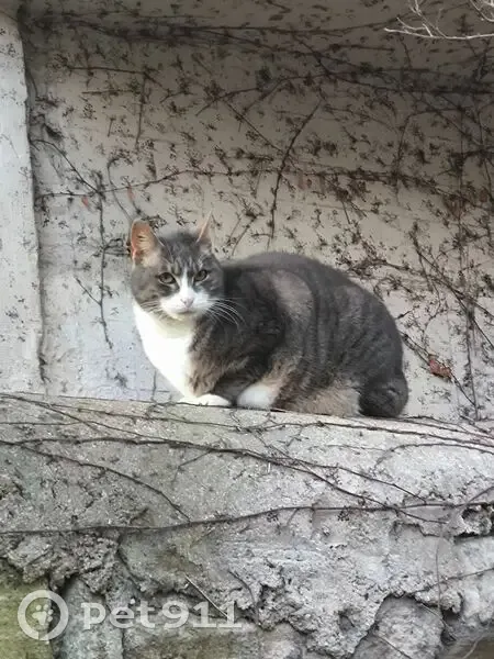 Chausson, chat libre disparu à Poissy - photo