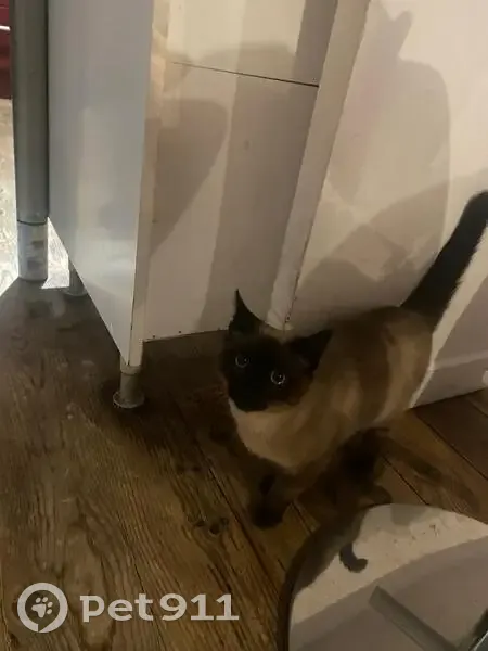 Jeune chat siamois trouvé à Bordeaux - photo