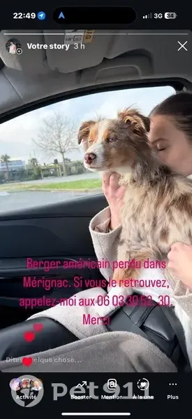 Chien perdu : berger américain à Mérignac - photo