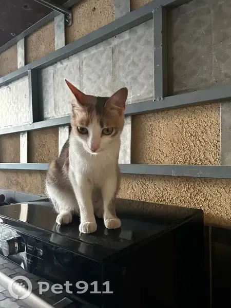 Chat perdu à Bédarrides : Tagada 2 ans - photo