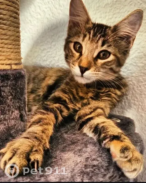 Chatte tigrée disparue à Megève, tatouée - photo
