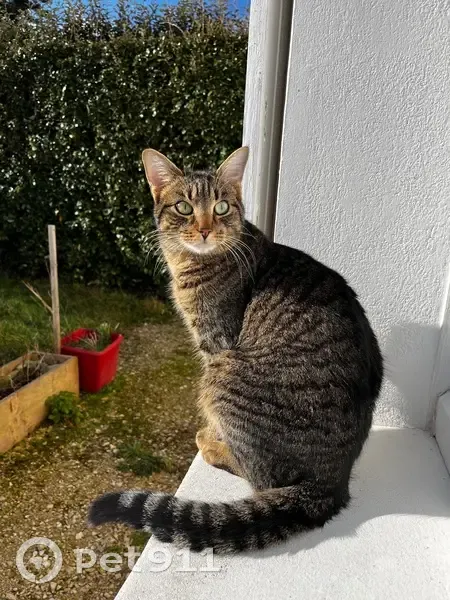 Chat tigré mâle disparu à Saint-Avertin - photo