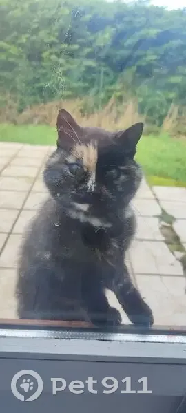 Chat écaille de tortue trouvé à Vernouillet - photo