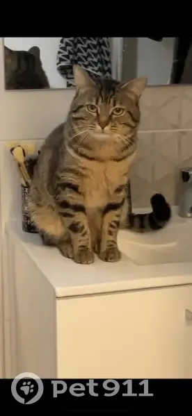 Chat tigré perdu à Nîmes, Chemin des Limites - photo