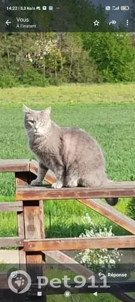 Chatte grise disparue à Ménétrol - photo