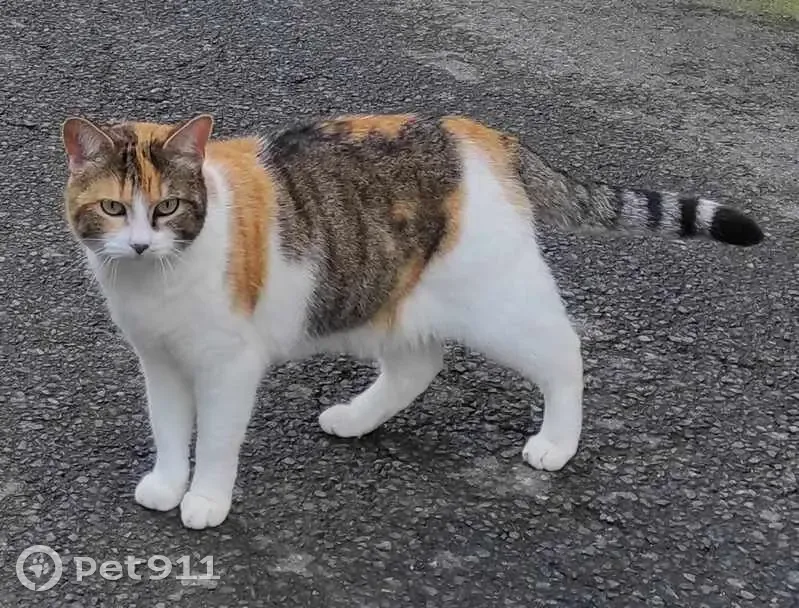 Chatte tricolore perdue à Tréguier - photo