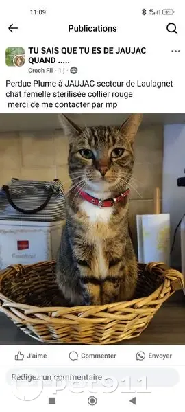 Chatte perdue à Jaujac, collier rouge - photo