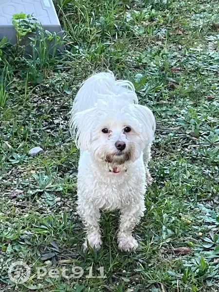 Chien trouvé à Marguerittes, collier rouge - photo