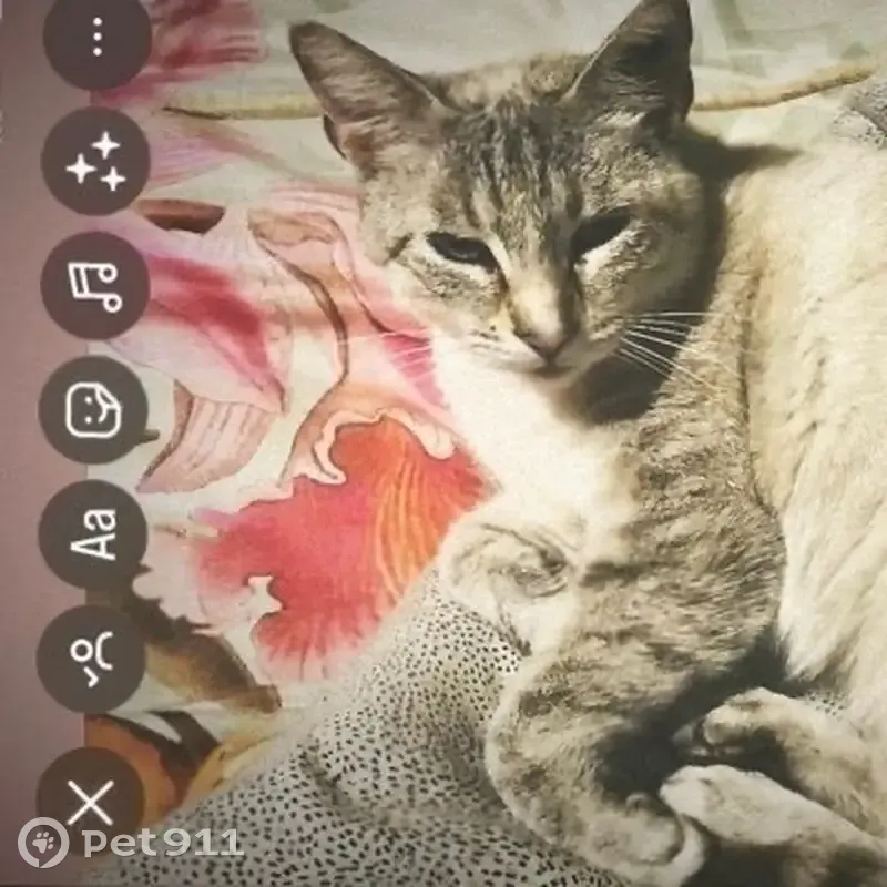 Chatte européenne disparue à Saint-Raphaël - photo