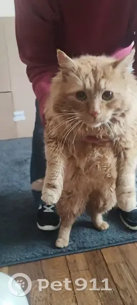 Chat roux crème trouvé à Sèvremoine - photo
