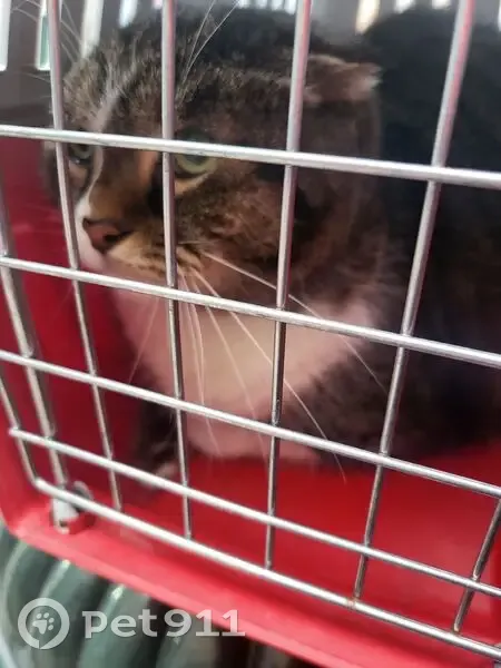 Chat trouvé, Rue Anatole France, Puteaux - photo