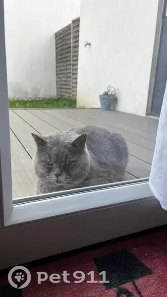 Chat non identifié trouvé à Seysses - photo