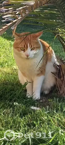 Chat blanc et roux perdu à Saint-Andéol - photo