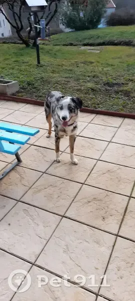 Chien trouvé à Villegusien-le-Lac - photo